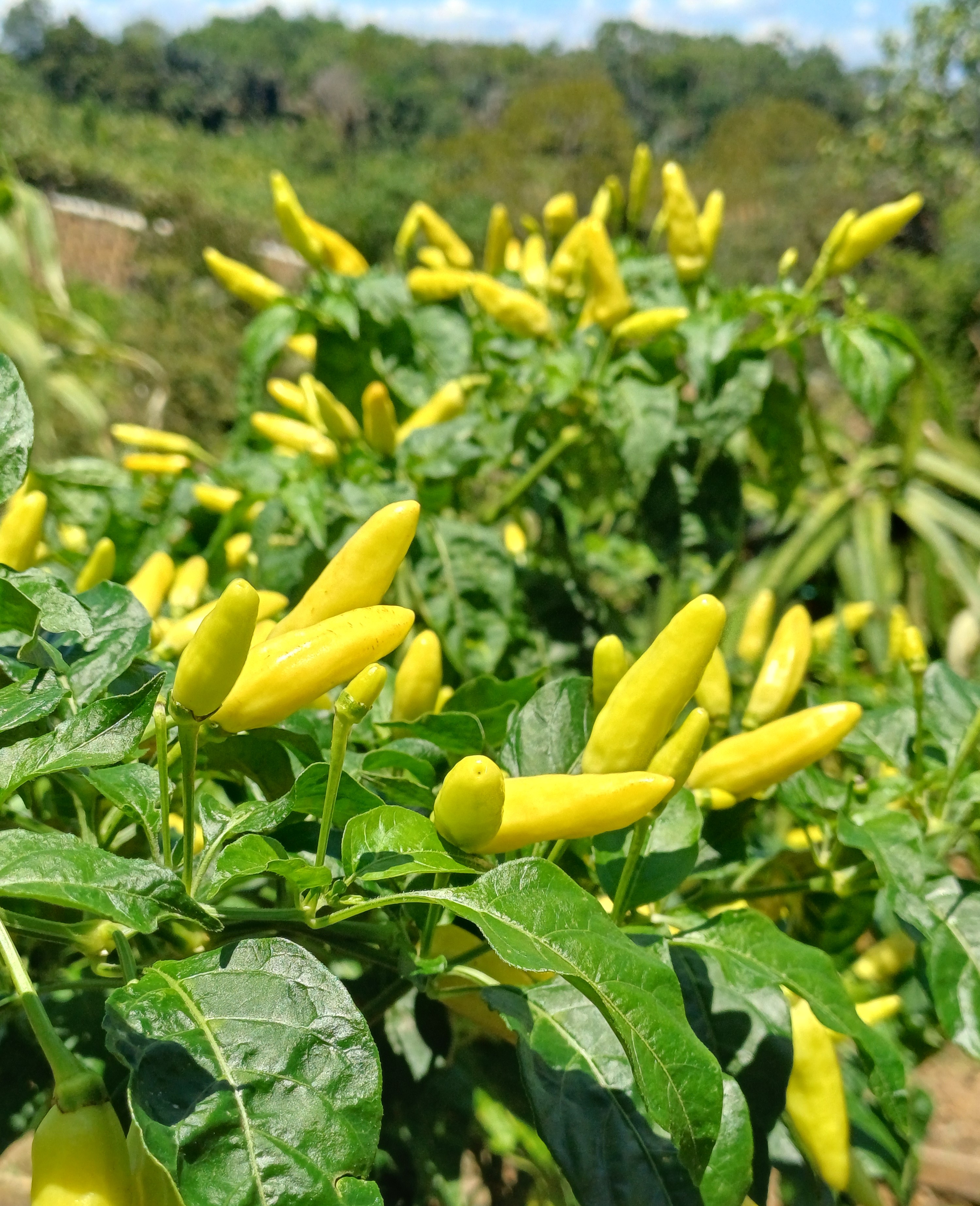 Cabe Rawit Kuning Segar